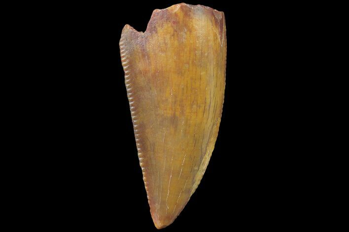 Serrated, Raptor Tooth - Real Dinosaur Tooth #179529